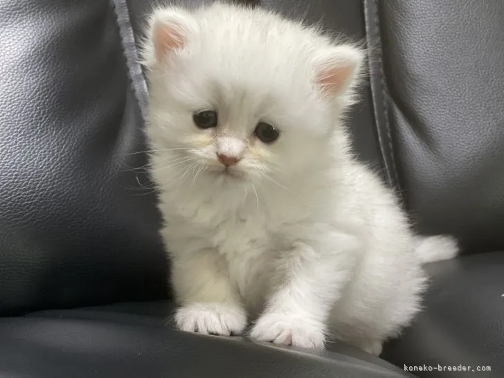 ID:2110-02453の子猫