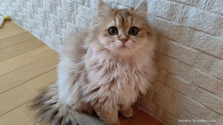 ID:2102-00473の子猫