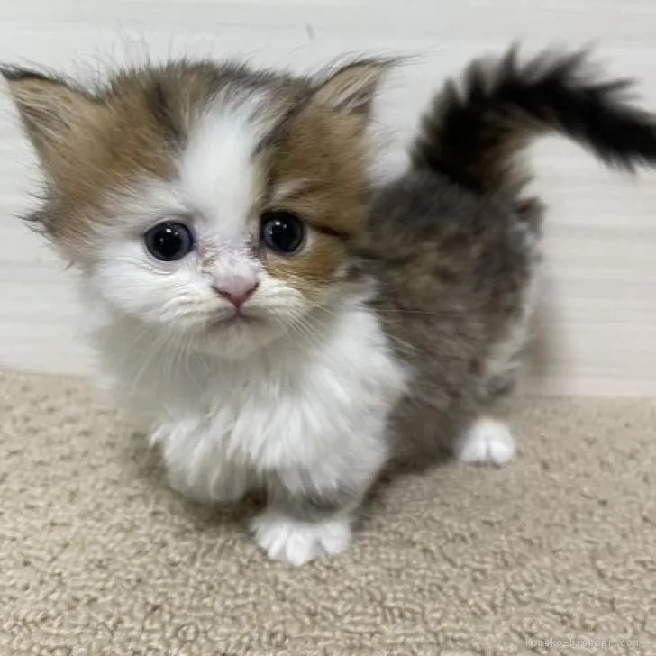 ID：2210-01910の子猫