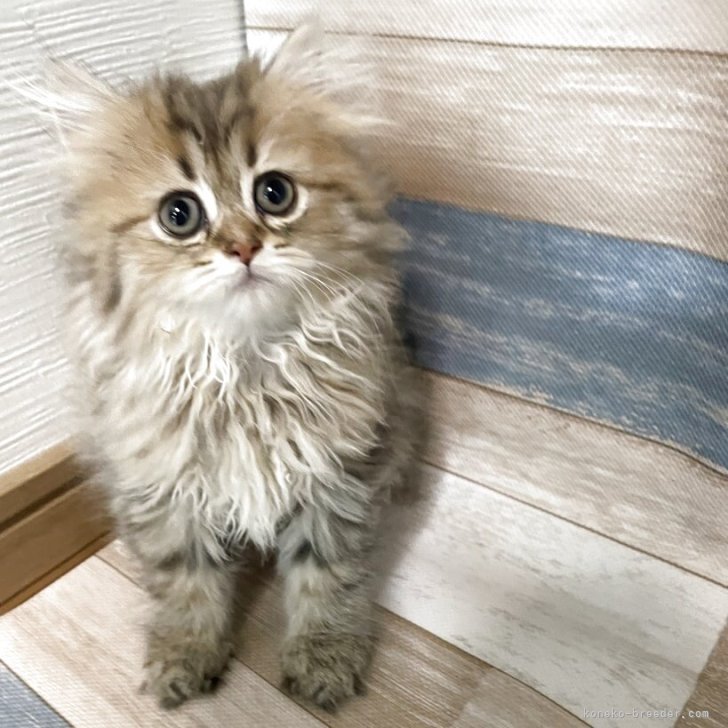 ブリーダー画像