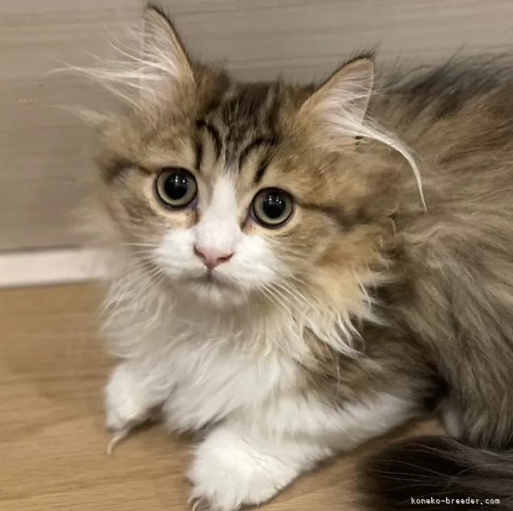 ID：2409-00478の子猫