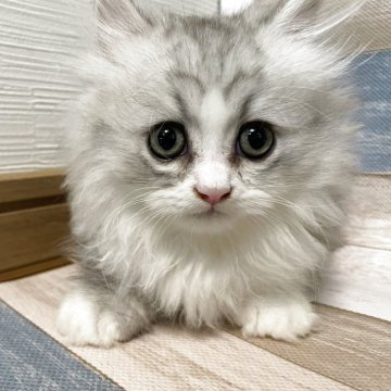 ミヌエット(短足)【愛知県・男の子・2025年7月16日・シルバータビーホワイト（ロング）】の写真「極短足ちゃんです」