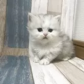 ミヌエット(短足)