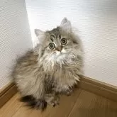 ミヌエット(長足)