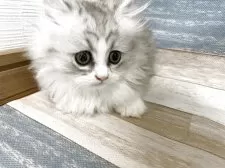 ミヌエット(短足)【愛知県・男の子・2025年7月16日・シルバータビーホワイト】の写真3