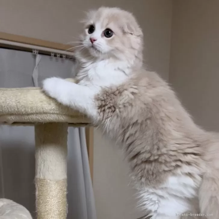 ID：2405-03299の子猫