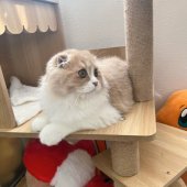 スコティッシュフォールド【・男の子・2024年6月28日・クリーム&ホワイト】