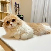 スコティッシュフォールド【・男の子・2024年6月28日・クリーム&ホワイト】