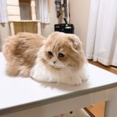 スコティッシュフォールド【・男の子・2024年6月28日・クリーム&ホワイト】