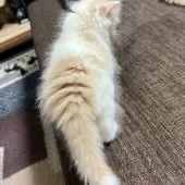 スコティッシュフォールド(立ち耳)【三重県・女の子・2025年9月27日・クリーム&ホワイト】の写真11