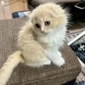 スコティッシュフォールド(折れ耳)【三重県・男の子・2024年12月29日・クリーム&ホワイト】の写真12