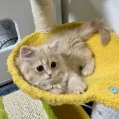 スコティッシュフォールド(立ち耳)【三重県・女の子・2025年9月27日・クリーム】の写真12