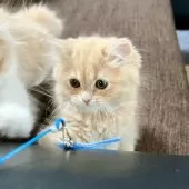 スコティッシュフォールド(立ち耳)【三重県・女の子・2025年9月27日・クリーム】の写真13