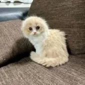 スコティッシュフォールド(折れ耳)【三重県・女の子・2025年9月27日・クリーム&ホワイト】の写真13