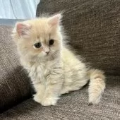 スコティッシュフォールド(立ち耳)【三重県・女の子・2025年9月27日・クリーム】の写真6