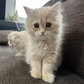 スコティッシュフォールド(立ち耳)【三重県・女の子・2025年9月27日・クリーム】の写真14