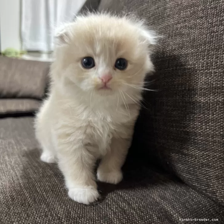 ID：2509-01175の子猫