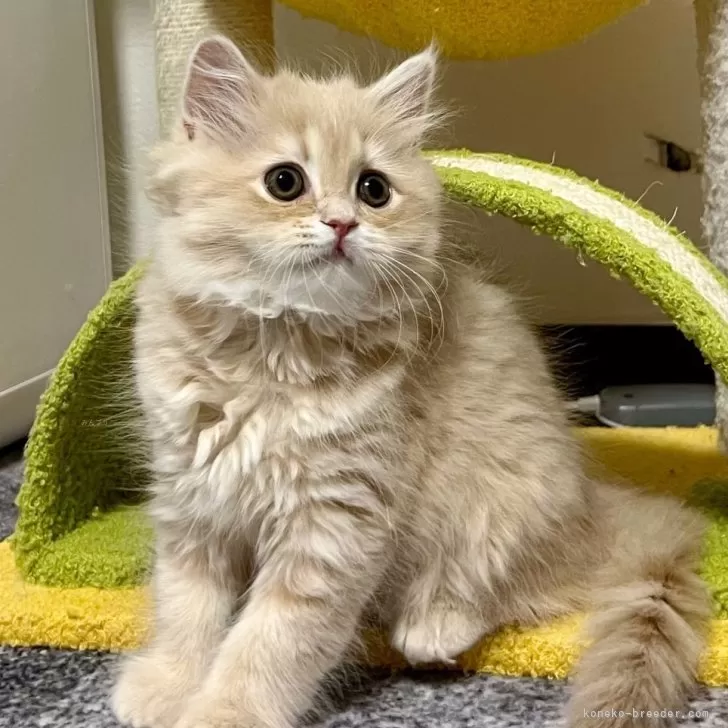 スコティッシュフォールド(立ち耳)【三重県・女の子・2025年9月27日・クリーム】の写真1