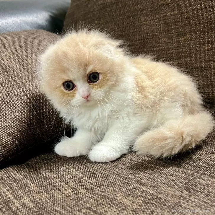 スコティッシュフォールド(折れ耳)【三重県・女の子・2025年9月27日・クリーム&amp;ホワイト】の写真1