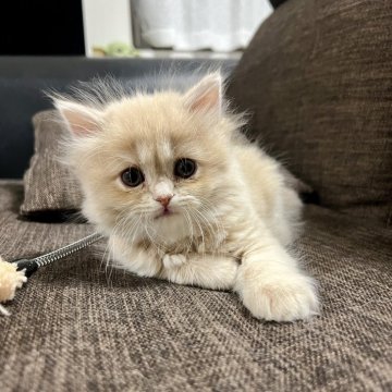 スコティッシュフォールド(立ち耳)【三重県・女の子・2025年9月27日・クリーム】の写真「超可愛い♩ まん丸お目々の女の子♪」