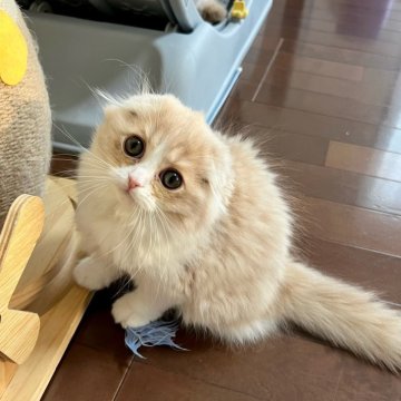 スコティッシュフォールド(折れ耳)【三重県・女の子・2025年9月27日・クリーム&ホワイト】の写真「超可愛い♩ まん丸お目々の女の子♪」