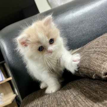 スコティッシュフォールド【三重県・女の子・2025年9月27日・クリーム&ホワイト】の写真「超可愛い♩ まん丸お目々の女の子♪」