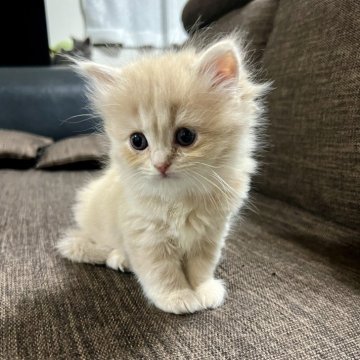 スコティッシュフォールド(立ち耳)【三重県・女の子・2025年9月27日・クリーム】の写真「超可愛い♩ まん丸お目々の女の子♪」