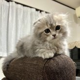 スコティッシュフォールド