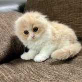 スコティッシュフォールド(折れ耳)