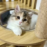 スコティッシュフォールド(立ち耳)