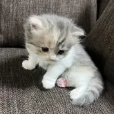 スコティッシュフォールド(立ち耳)