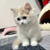 スコティッシュフォールド(立ち耳)