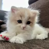 スコティッシュフォールド(立ち耳)【三重県・女の子・2024年12月29日・クリーム&ホワイト】の写真1