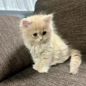 スコティッシュフォールド(立ち耳)【三重県・女の子・2025年9月27日・クリーム】の写真2