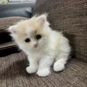 スコティッシュフォールド(立ち耳)【三重県・女の子・2025年9月27日・クリーム&ホワイト】の写真2