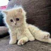 スコティッシュフォールド(立ち耳)【三重県・男の子・2024年12月29日・クリーム】の写真2