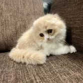 スコティッシュフォールド(折れ耳)【三重県・女の子・2025年9月27日・クリーム&ホワイト】の写真3