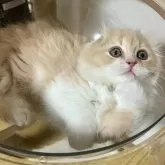 スコティッシュフォールド(折れ耳)【三重県・男の子・2024年12月29日・クリーム&ホワイト】の写真4