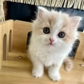 スコティッシュフォールド(立ち耳)【三重県・女の子・2024年12月29日・クリーム&ホワイト】の写真5