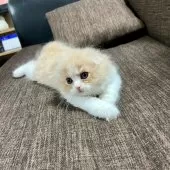 スコティッシュフォールド(折れ耳)【三重県・女の子・2025年9月27日・クリーム&ホワイト】の写真5