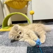 スコティッシュフォールド(立ち耳)【三重県・女の子・2025年9月27日・クリーム】の写真7