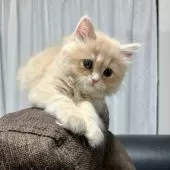 スコティッシュフォールド(立ち耳)【三重県・女の子・2025年9月27日・クリーム】の写真3