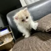 スコティッシュフォールド(立ち耳)【三重県・女の子・2025年9月27日・クリーム&ホワイト】の写真7