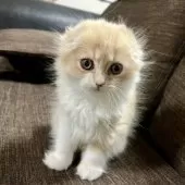 スコティッシュフォールド(折れ耳)【三重県・男の子・2024年12月29日・クリーム&ホワイト】の写真7