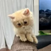 スコティッシュフォールド(立ち耳)【三重県・女の子・2025年9月27日・クリーム】の写真4