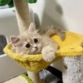 スコティッシュフォールド(立ち耳)【三重県・女の子・2025年9月27日・クリーム】の写真8