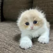 スコティッシュフォールド(折れ耳)【三重県・女の子・2025年9月27日・クリーム&ホワイト】の写真4