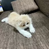 スコティッシュフォールド(折れ耳)【三重県・女の子・2025年9月27日・クリーム&ホワイト】の写真8