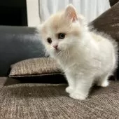 スコティッシュフォールド(立ち耳)【三重県・女の子・2025年9月27日・クリーム&ホワイト】の写真9