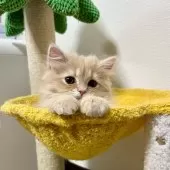 スコティッシュフォールド(立ち耳)【三重県・女の子・2025年9月27日・クリーム】の写真9